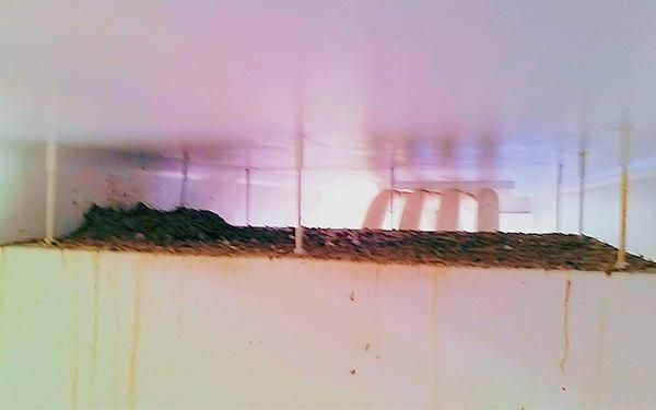 Pigeon infestation above a junction box in a car park